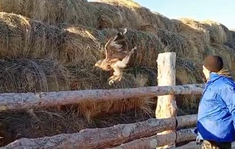 Саратовские ветеринары спасли сбитого машиной орла и выпустили его на свободу